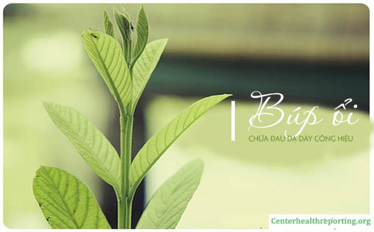 Hướng dẫn chữa đau dạ dày bằng lá ổi đúng cách, hiệu quả cao 1 Chữa đau dạ dày bằng lá ổi là phương pháp được nhiều người tin dùng