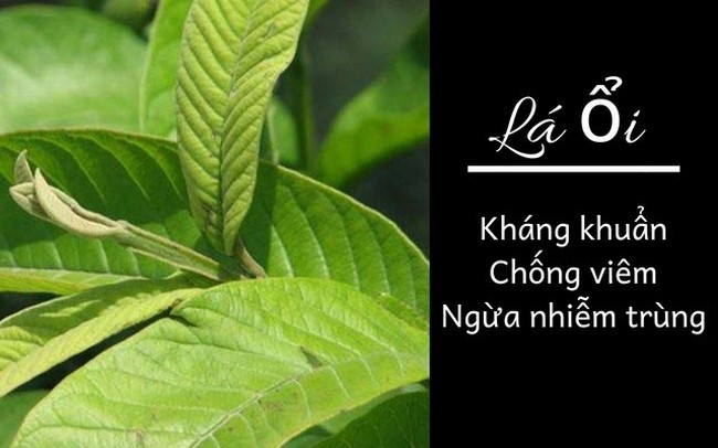 Hướng dẫn chữa đau dạ dày bằng lá ổi đúng cách, hiệu quả cao 2 Lá ổi có nhiều công dụng đối với bệnh đau dạ dày