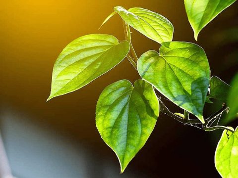 4 cách chữa viêm da cơ địa bằng lá trầu không cực hiệu quả, nhiều người sử dụng 8 Dùng lá trầu không để tắm giúp điều trị viêm da cơ địa hiệu quả