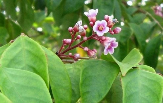 Hướng dẫn cách chữa viêm da cơ địa bằng lá khế cực hay và hiệu quả 2 Chữa viêm da cơ địa bằng lá khế có hiệu quả không?