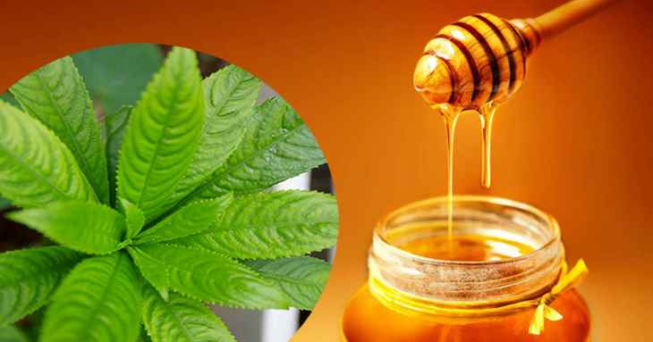 Lá xương sông và mật ong là bài thuốc giúp trị viêm họng hiệu quả
