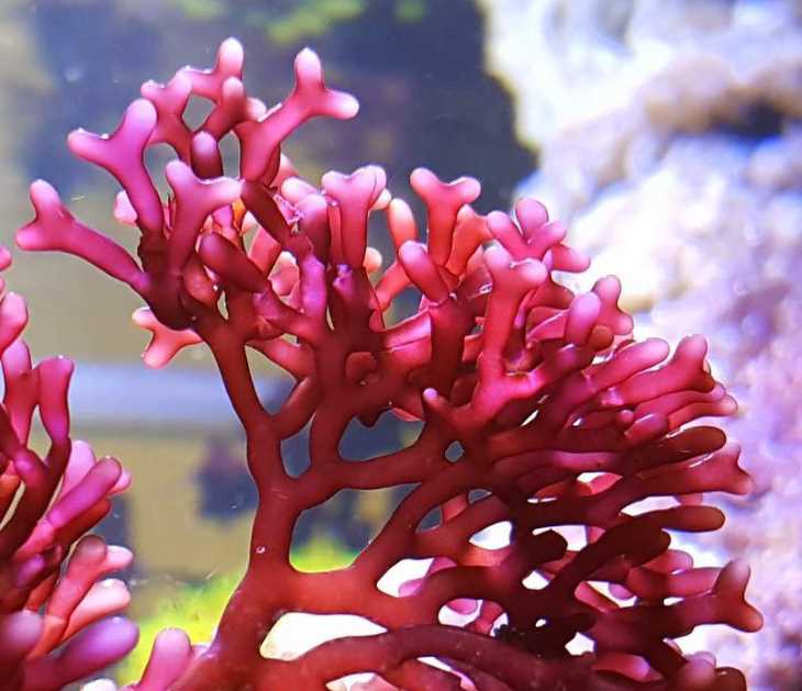 Tảo đỏ là món quà đại dương ban tặng cho con người với nhiều công dụng quý hiếm