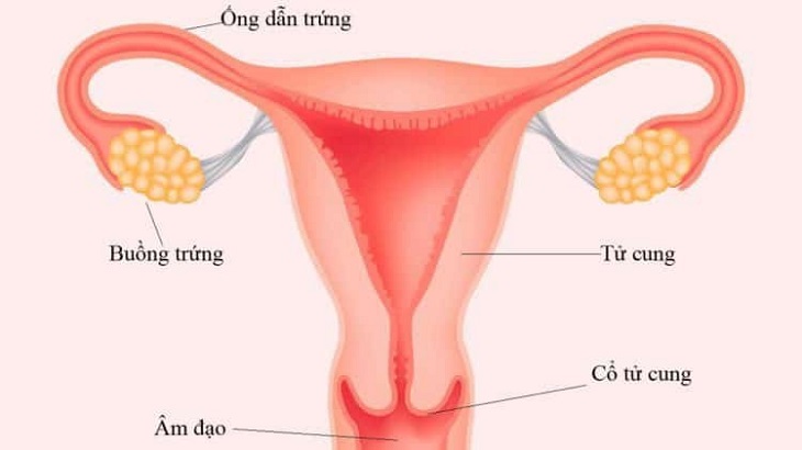 Tắc vòi trứng ảnh hưởng nghiêm trọng đến khả năng thụ thai của phái nữ