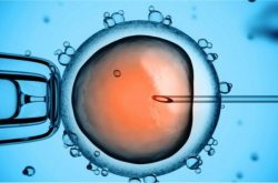 Tắc vòi trứng có làm IVF được không?