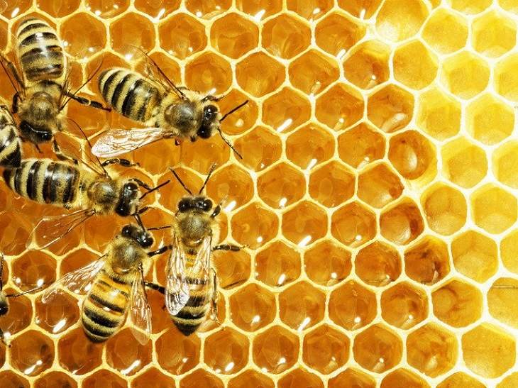 Cách trị ngứa da toàn thân chỉ với mật ong
