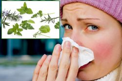 Người bệnh không nên quá phụ thuộc vào cách chữa viêm mũi dị ứng bằng lá cây