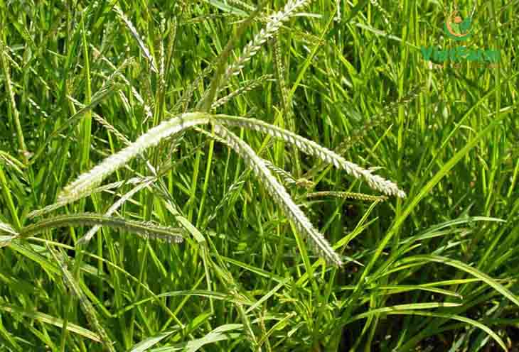 Uống nước đun sôi từ cỏ mần trầu chữa viêm da cơ địa hiệu quả