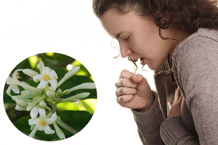 Hoa đu đủ được biết đến như "khắc tinh" của bệnh về đường hô hấp