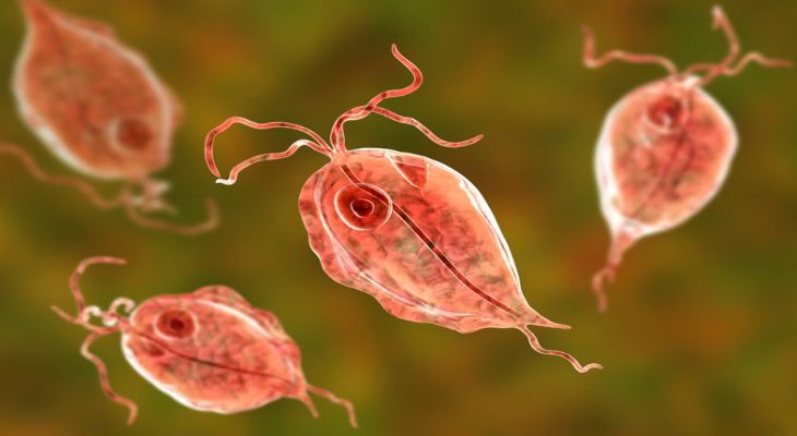 Trichomonas là nguyên nhân gây ra huyết trắng đục sệt ở chị em