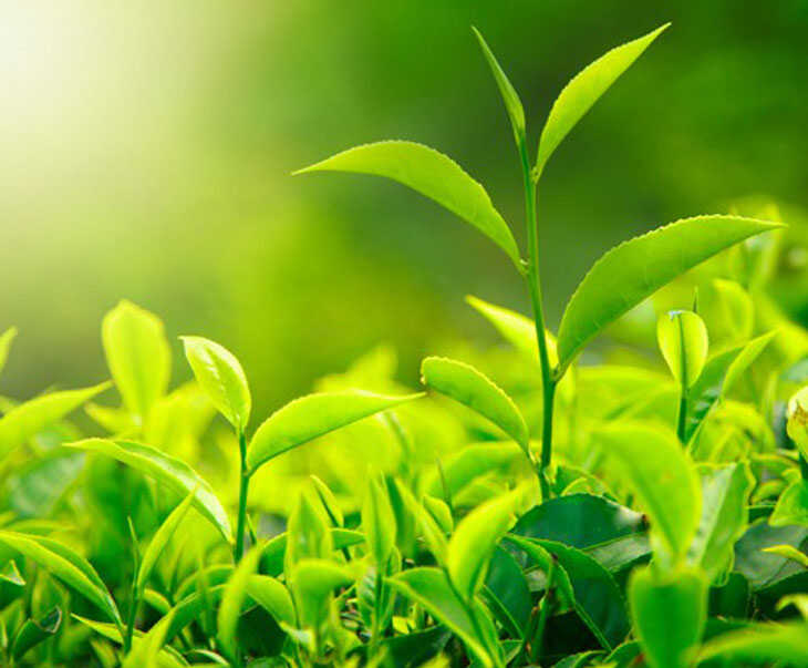 Lá trà xanh có khả năng kháng khuẩn, kháng viêm tốt