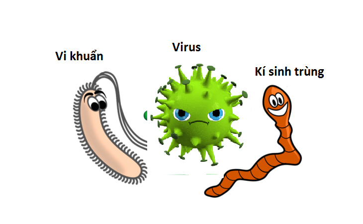 Vi khuẩn, virus,... là những tác nhân có thể gây viêm amidan quá phát