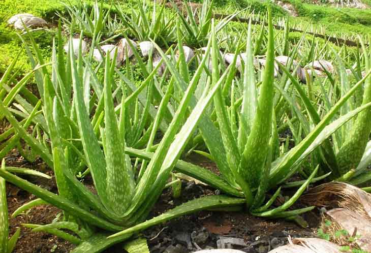 Nha đam có nhiều công dụng với làn da