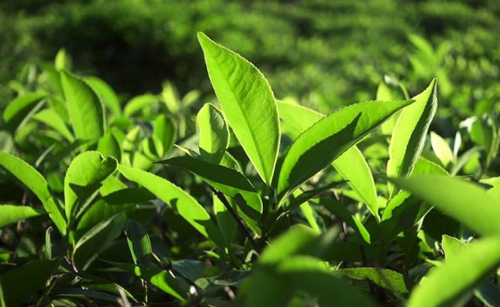 Tinh chất trong trà xanh giúp làn da giảm triệu chứng ngứa hiệu quả cho người bệnh