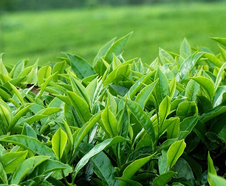 Mẹo dân gian dùng lá trà xanh trị bệnh viêm phần phụ bên phải được nhiều người bệnh áp dụng