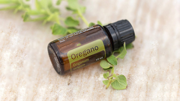 Tinh dầu oregano chứa carvacrol - một hoạt chất có khả năng kháng nấm mạnh mẽ