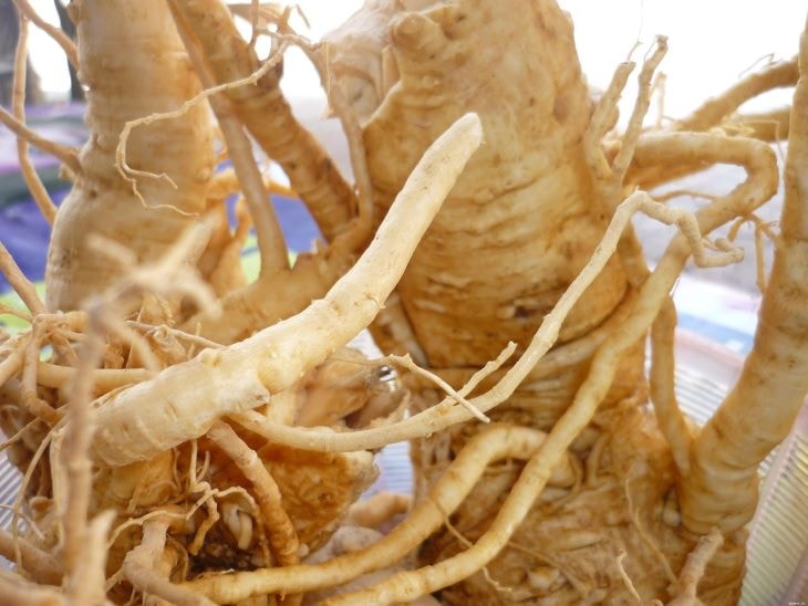 Rễ cây đinh lăng là một trong những vị thuốc quý được nhiều người yêu thích