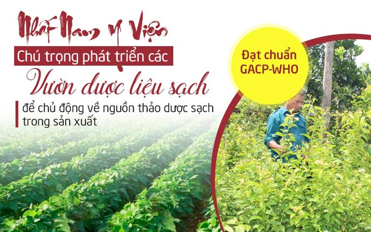Các vườn dược liệu được Trung tâm Da liễu Đông y Việt Nam chú trọng phát triển để chủ động nguồn dược liệu sạch trong sản xuất